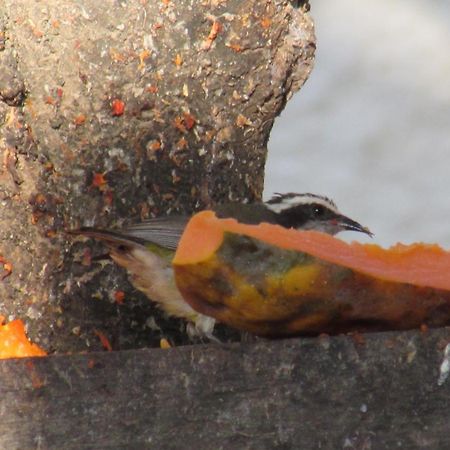 Pousada Da Lucinha Canoa Quebrada Værelse billede